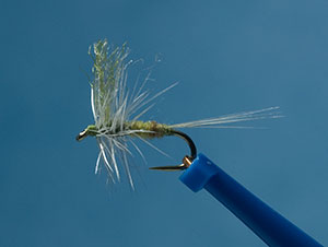 Baetis cingulatus fly photo