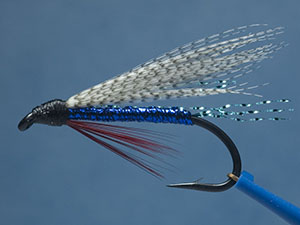 Blueberg fly image