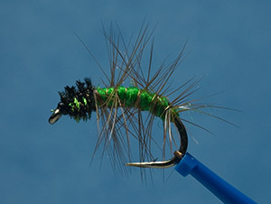 Caddis nymph image link